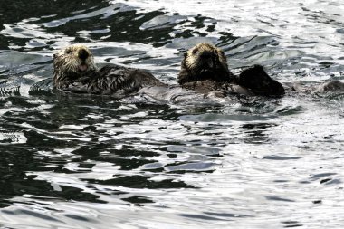 Alaska Kachemak Körfezi 'nde susamurları dillerini çıkarıyorlar.