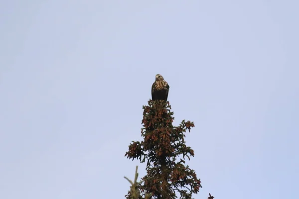 確認されていない鷹は アラスカ州カントウェルのトウヒの木の上に — ストック写真