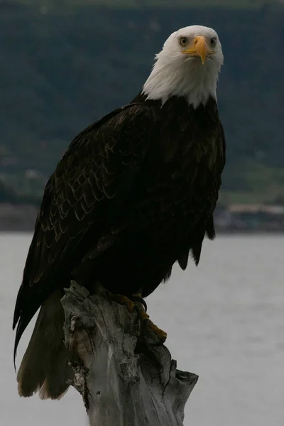 Águila Calva Posada Sobre Madera Muerta Playa Homer Spit Largo — Foto de Stock