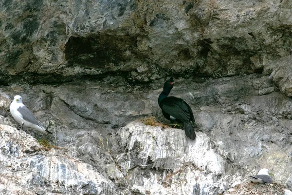 阿拉斯加Kachemak湾岩石悬崖上的中上层软体动物和长鳍鸥 — 图库照片