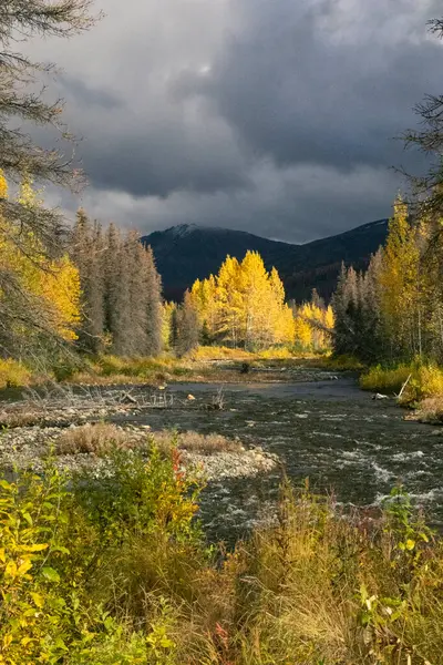 Sarı Pamuk Ağacı Güneş Işığında Kaygı Verici Gökyüzünün Altında Willow — Stok fotoğraf