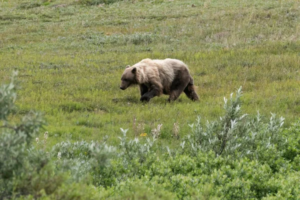 Grizzly Bear Wandering Tundra Denali National Park Alaska — Stock Photo, Image