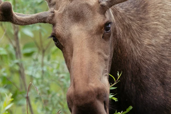 Close Young Bull Moose Denali National Park Alaska — Stock Photo, Image