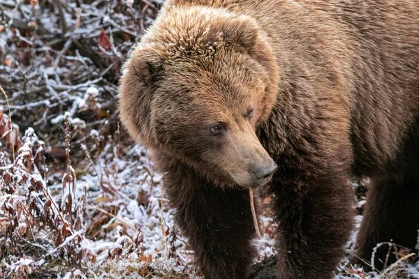 Grizzly Bear Road Denali National Park Alaska — Stock Photo, Image