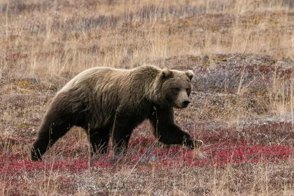 Grizzly Bear Walking Watching Thorough Fare Pass Denali National Park — Stock Photo, Image