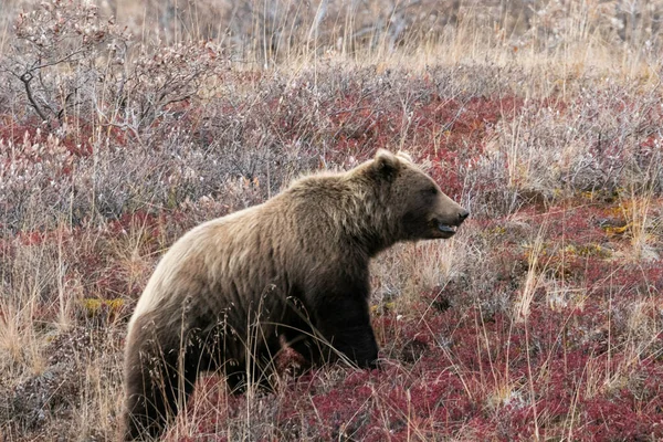 Alaska Denali Ulusal Parkı Nda Boz Ayı — Stok fotoğraf