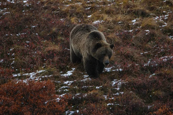 Grizzly Bear Meandering Close Road Denali National Park Alaska — Stock Photo, Image