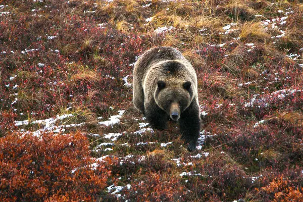 Grizzly Bear Walking Slope Denali National Park Alaska — Stock Photo, Image
