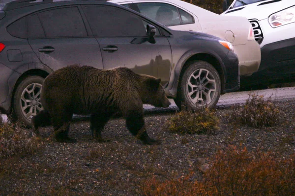 Boz Ayı Yolu Geçerken Tüm Araçlar Durdu Denali Ulusal Parkı — Stok fotoğraf