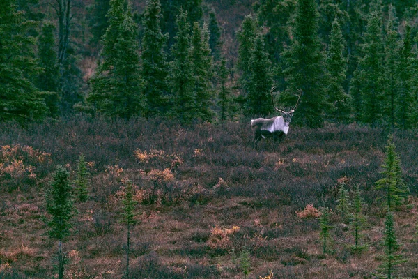 Lone Bull Caribou Στην Τούνδρα Κοντά Στα Δέντρα Εθνικό Πάρκο Royalty Free Εικόνες Αρχείου