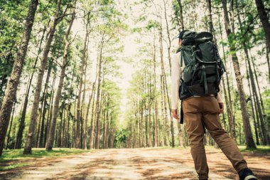 Güneşli bir günde çam ormanında yürüyüş yapan Asyalı bir adam.