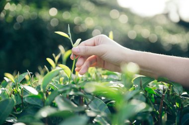 Bir kadının eli yeşil çay mahsulü.