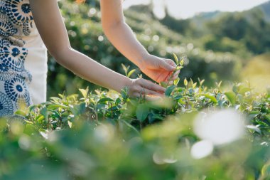 Bir kadının eli yeşil çay mahsulü.
