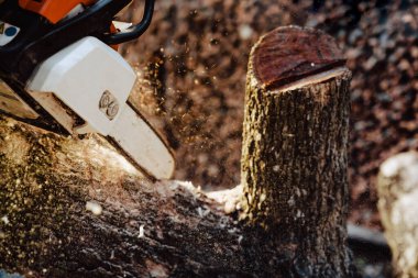 Oduncu kereste atölyesinde testere ile ağacı testereyle kesti