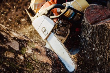 Oduncu kereste atölyesinde testere ile ağacı testereyle kesti