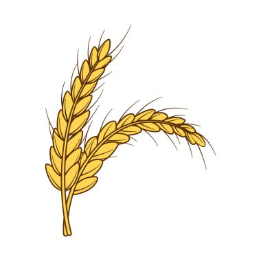 Beyaz arka planda vektör arpa, pirinç, yulaf.