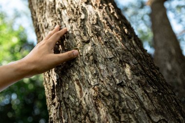 Ağaç kabuğuna dokunan insan eli, iklim değişikliği, çevre dostu yeşil doğa koruma konsepti.