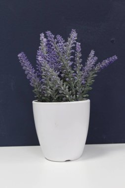 Raftaki bir tencerede lavanta