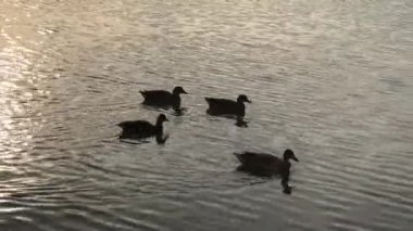 Ördekler gölette yüzüyor.