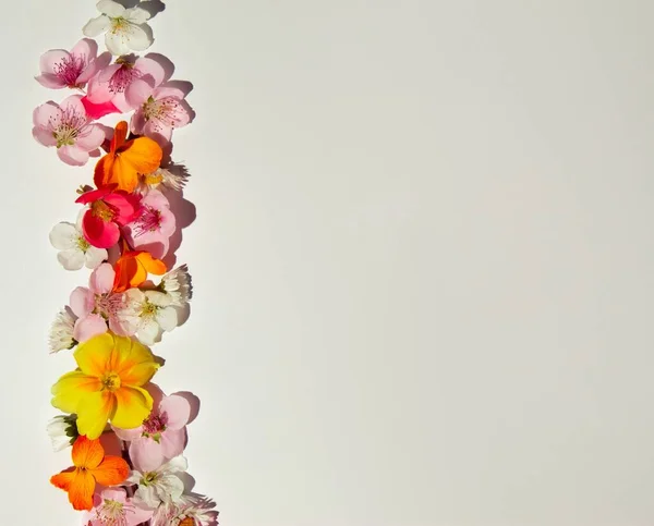 Mise Page Créative Faite Diverses Fleurs Printemps Sur Fond Lumineux — Photo