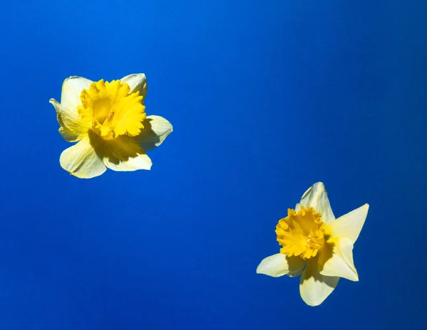 Sarı nergis ya da narsisli yaratıcı bir arka plan. Asgari bahar havalanma kavramı.