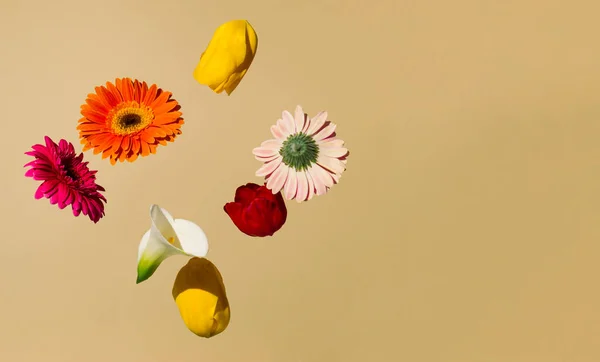 Pastel bej arka planda çeşitli bahar çiçekleriyle yaratıcı bir düzenleme. Asgari yaz konsepti.