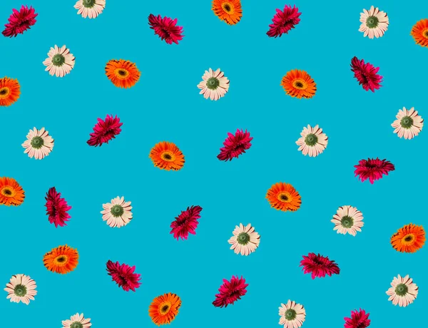 Kreatywny Wzór Wykonany Różnych Stokrotek Wiosenne Kwiaty Błękitnym Tle Nieba — Zdjęcie stockowe