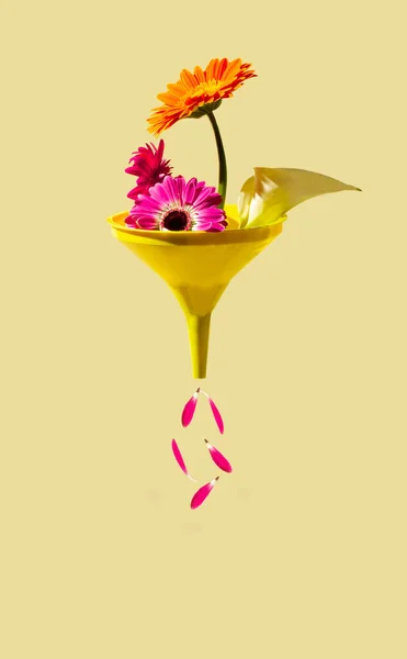 Διάφορα Ανοιξιάτικα Λουλούδια Και Πέταλα Πέφτουν Κίτρινη Χοάνη Μπεζ Φόντο — Φωτογραφία Αρχείου