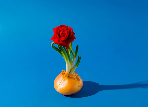 Зріла Органічна Цибуля Зеленими Паростками Квітка Червоної Троянди Синьому Фоні — стокове фото