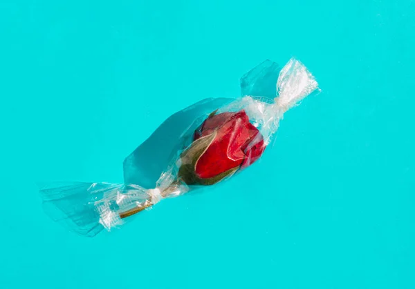 Rose Rouge Enveloppée Comme Des Bonbons Sur Fond Bleu Vif — Photo