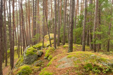 İtalyan Alpleri tipik bir orman içinde