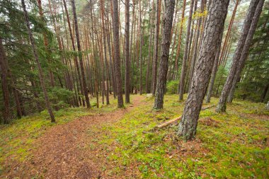 İtalyan Alpleri tipik bir orman içinde