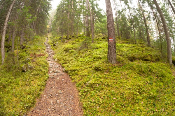 Caminhando na floresta longo um caminho em um dia nublado. Não há pessoas a — Fotografia de Stock