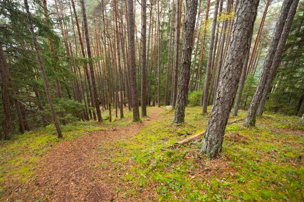 İtalyan Alpleri tipik bir orman içinde