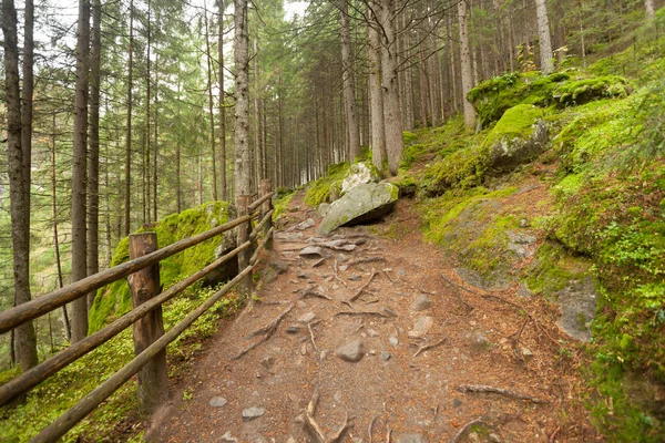 Dentro de uma floresta típica dos Alpes italianos um caminho traz você lo — Fotografia de Stock