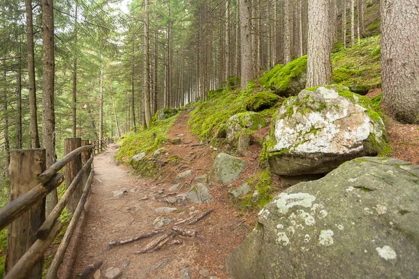 Um pequeno caminho deixa o caminho principal por muito tempo a floresta — Fotografia de Stock