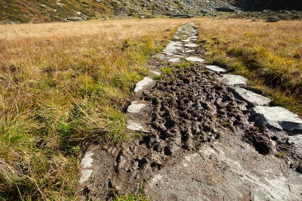 Trekking dans les Alpes italiennes — Photo