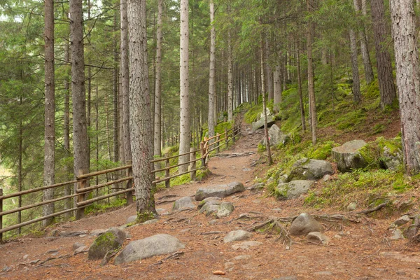 Dentro de uma floresta típica dos Alpes italianos um caminho traz-lhe longo a floresta — Fotografia de Stock