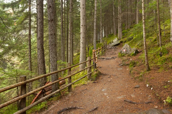 Dentro de uma floresta típica dos Alpes italianos um caminho traz você lo — Fotografia de Stock