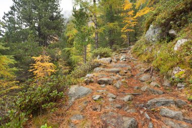 ormana doğru uzun bir yol bulutlu bir günde yürüyüş. Hiçbir kişi civarında
