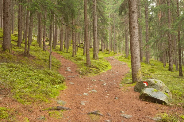 Tek bir dağ yolu iki farklı yönlere böler. Bu bir
