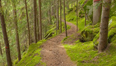 ormana doğru uzun bir yol bulutlu bir günde yürüyüş. Hiçbir kişi civarında
