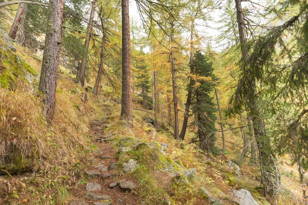 Marcher dans la forêt long un chemin dans une journée nuageuse. Pas de gens autour — Photo