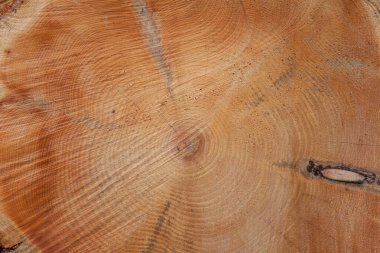 Çam ağacının kesitleri