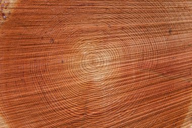 Çam ağacının kesitleri