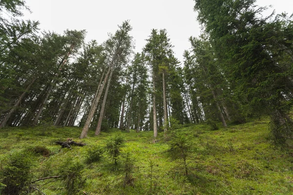 Une Journée Nuageuse Dessus Une Forêt Montagne Italienne — Photo