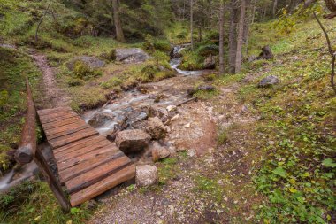 Sisli ormanda bir dağ deresi akıyor.