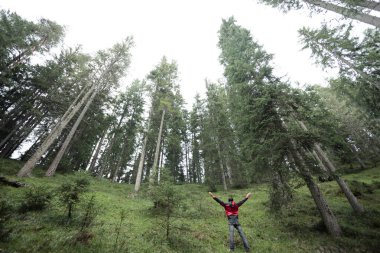 Bulutlu bir günde ormanda tek başına yürüyen bir yürüyüşçü.