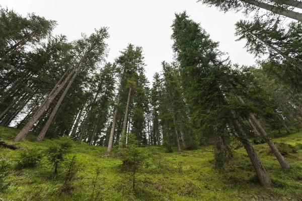 Une Journée Nuageuse Dessus Une Forêt Montagne Italienne — Photo