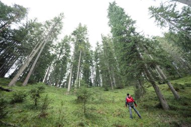 Bulutlu bir günde ormanda tek başına yürüyen bir yürüyüşçü.